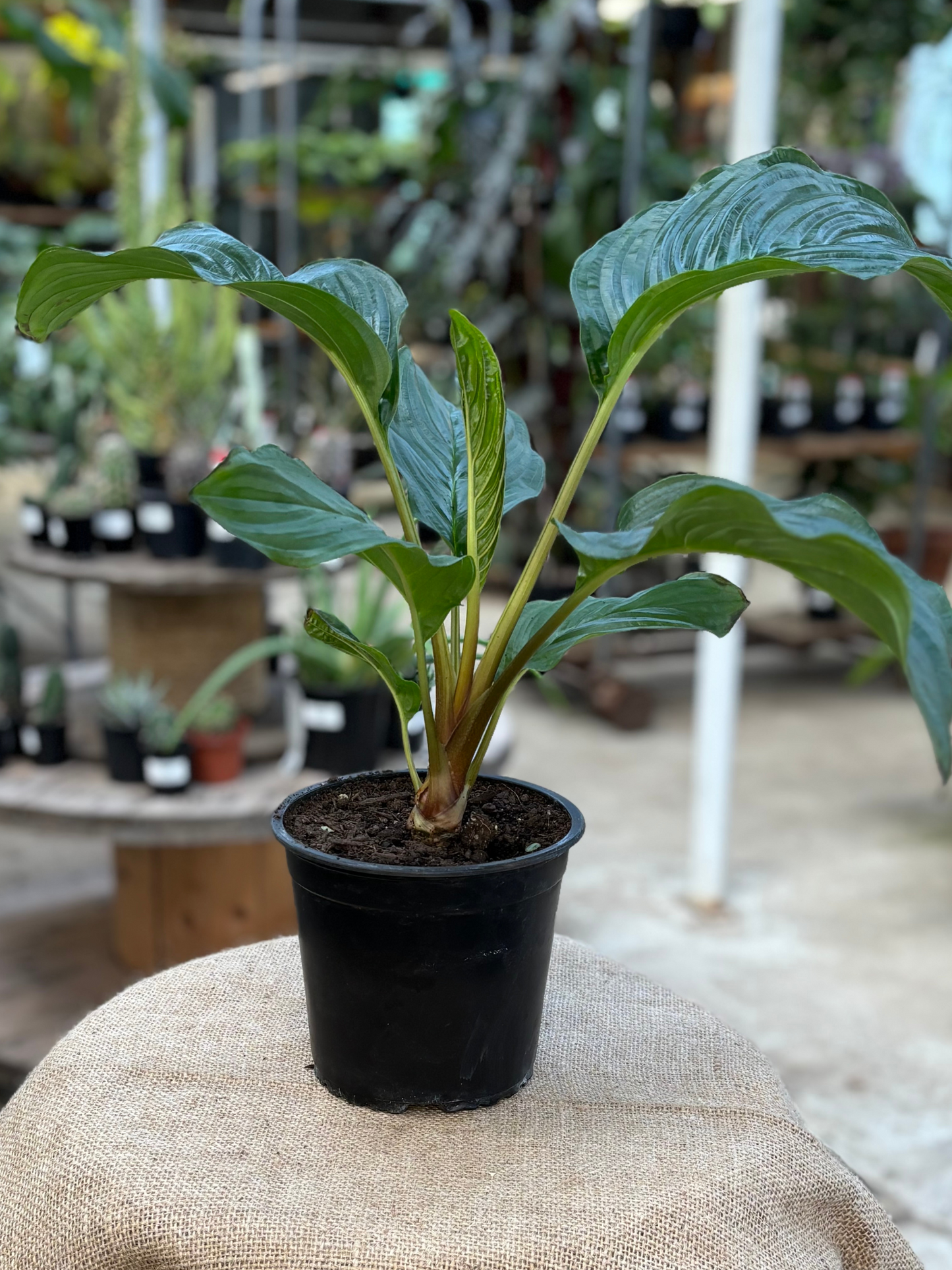 Tacca_chantrieri_Bat_Flower_in_14_cm_pot