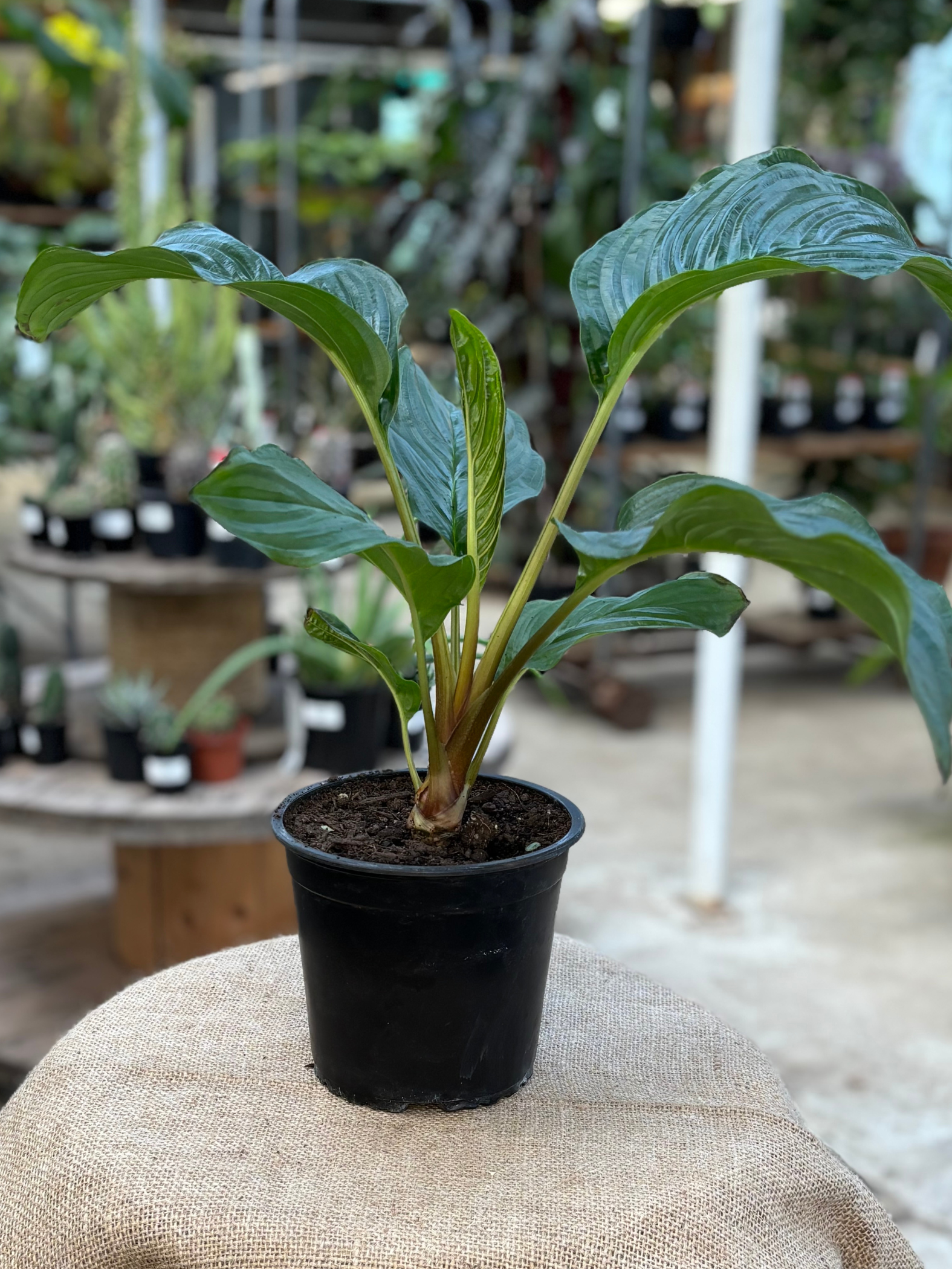 Tacca_chantrieri_Bat_Flower_in_14_cm_pot