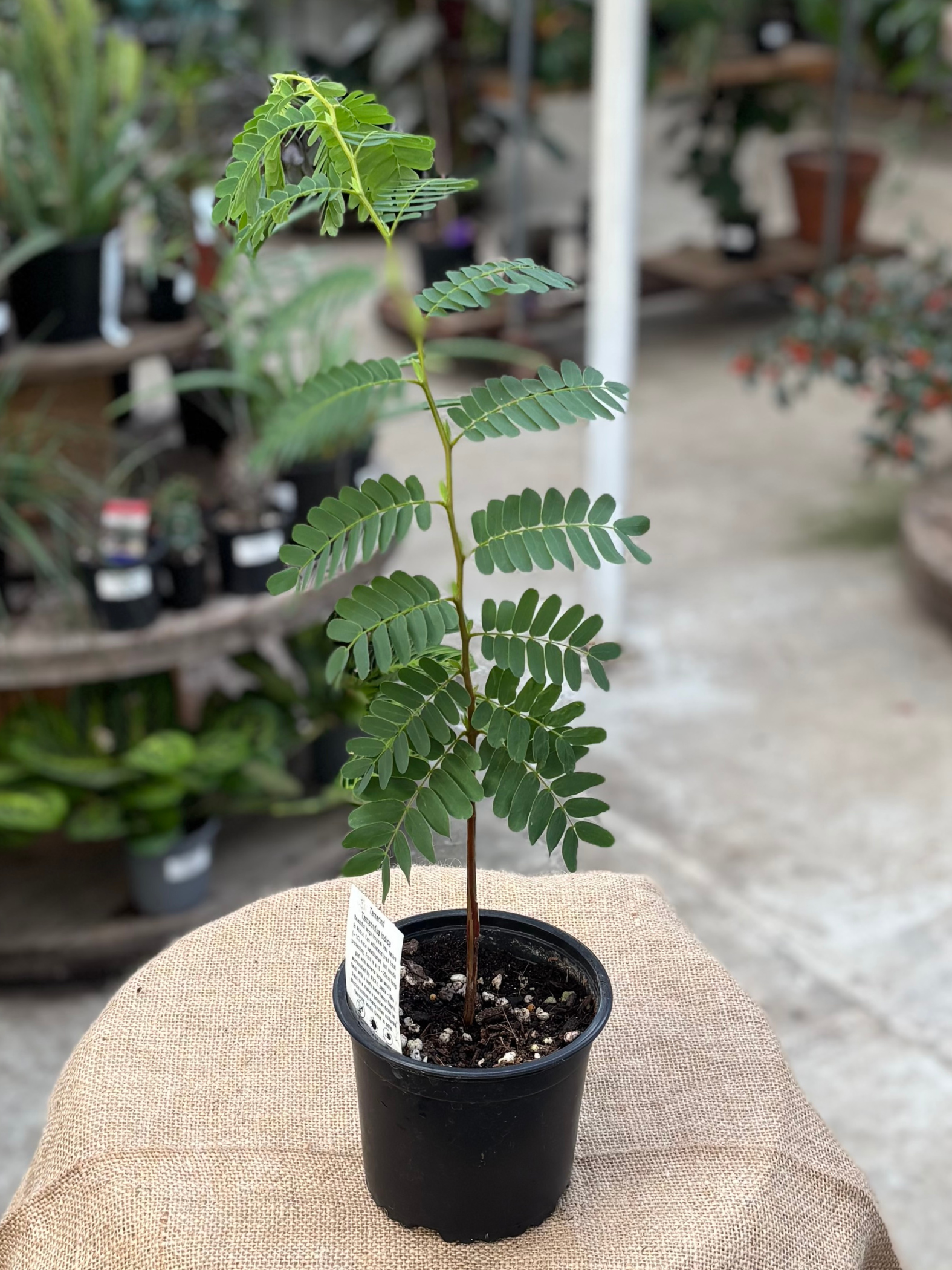Tamarind Tree (rooted in pot)