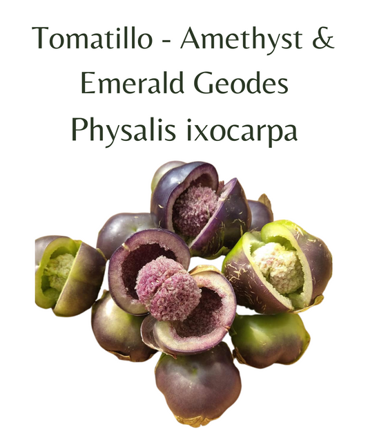 Tomatillo_-_Amethyst__Emerald_Geodes_10_seeds