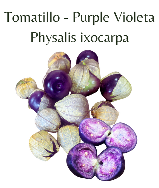 Tomatillo - Purple Violeta (10 seeds) - Rasmussen Gardens
