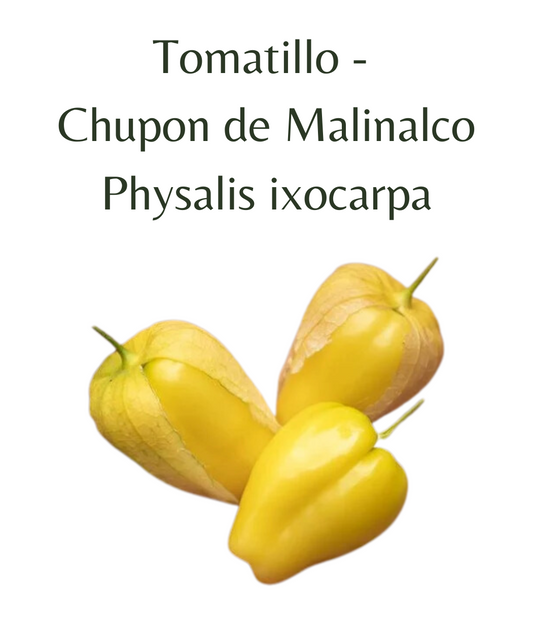 Tomatillo Chupon de Malinalco (10 seeds)