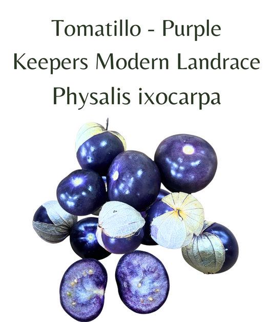 Tomatillo_Purple_Keepers_Modern_Landrace_10_seeds