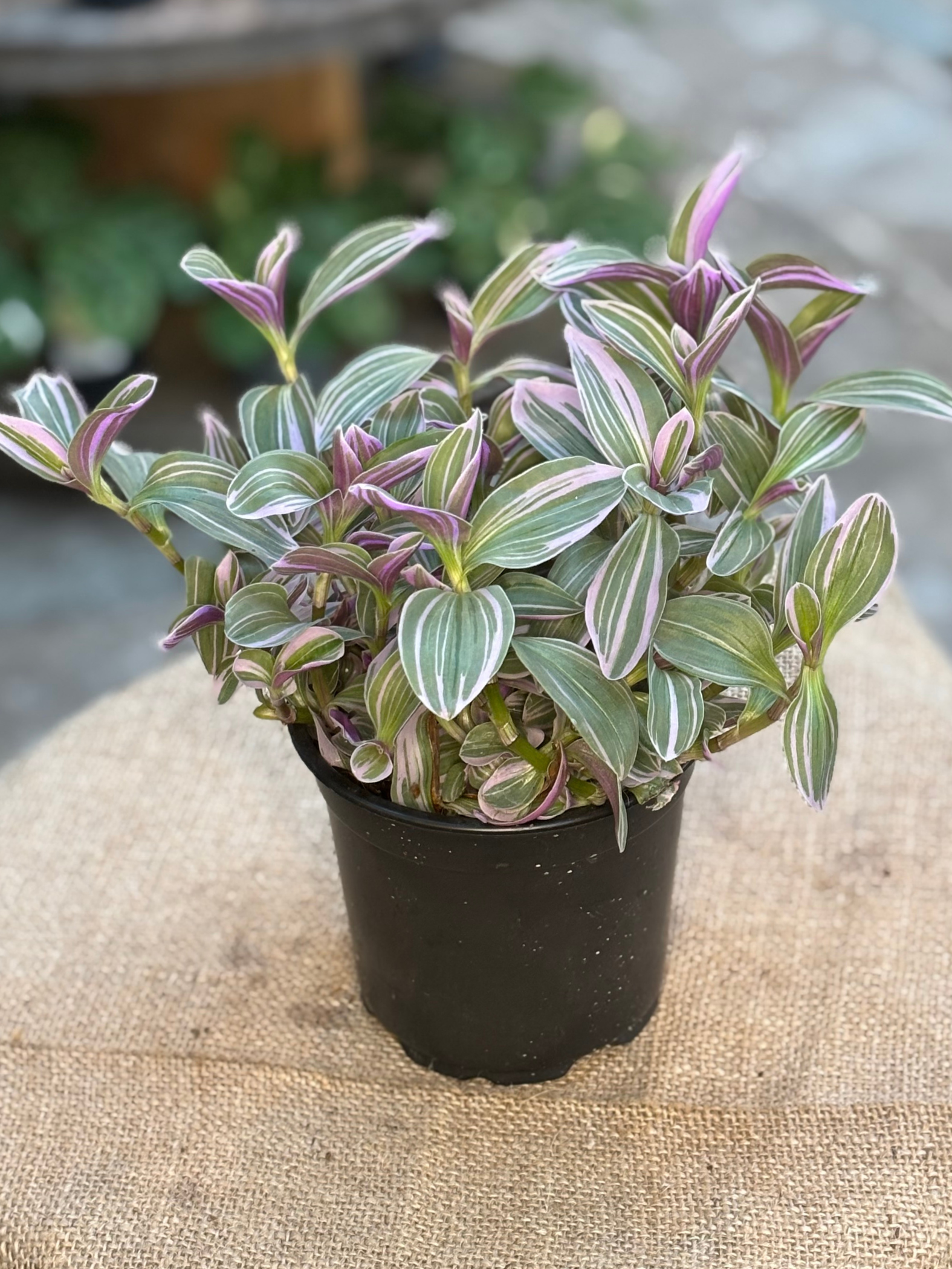 Tradescantia cerinthoides