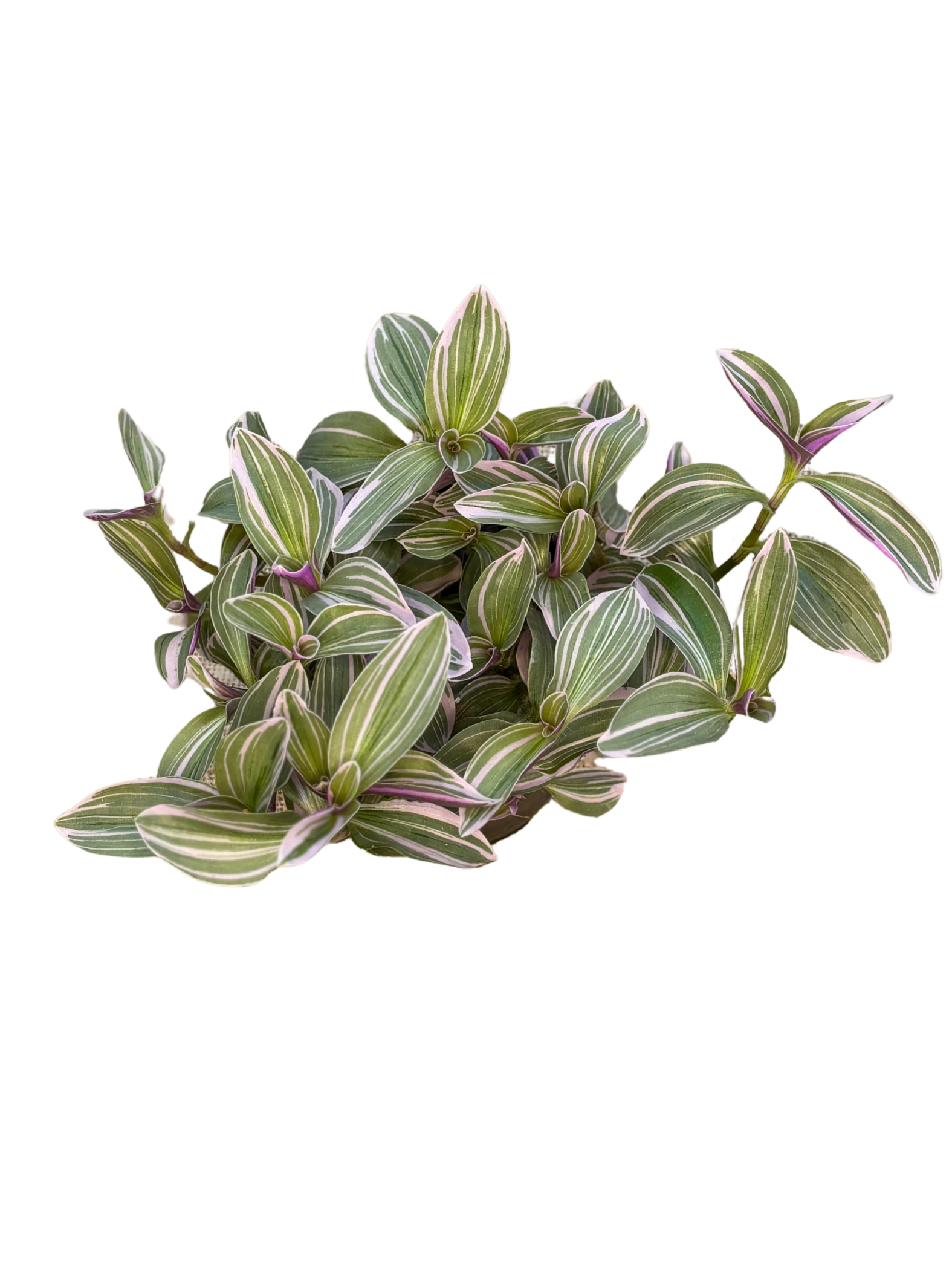 Tradescantia cerinthoides 1