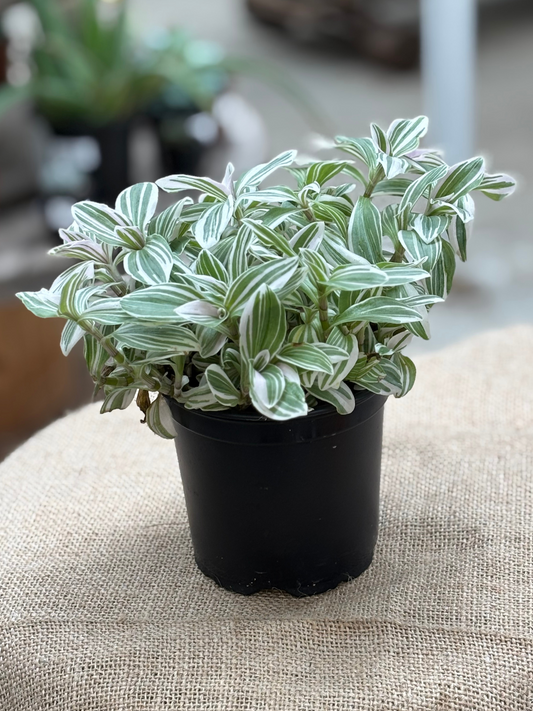 Tradescantia_cerinthoides_Tenderness_in_12_cm_pot