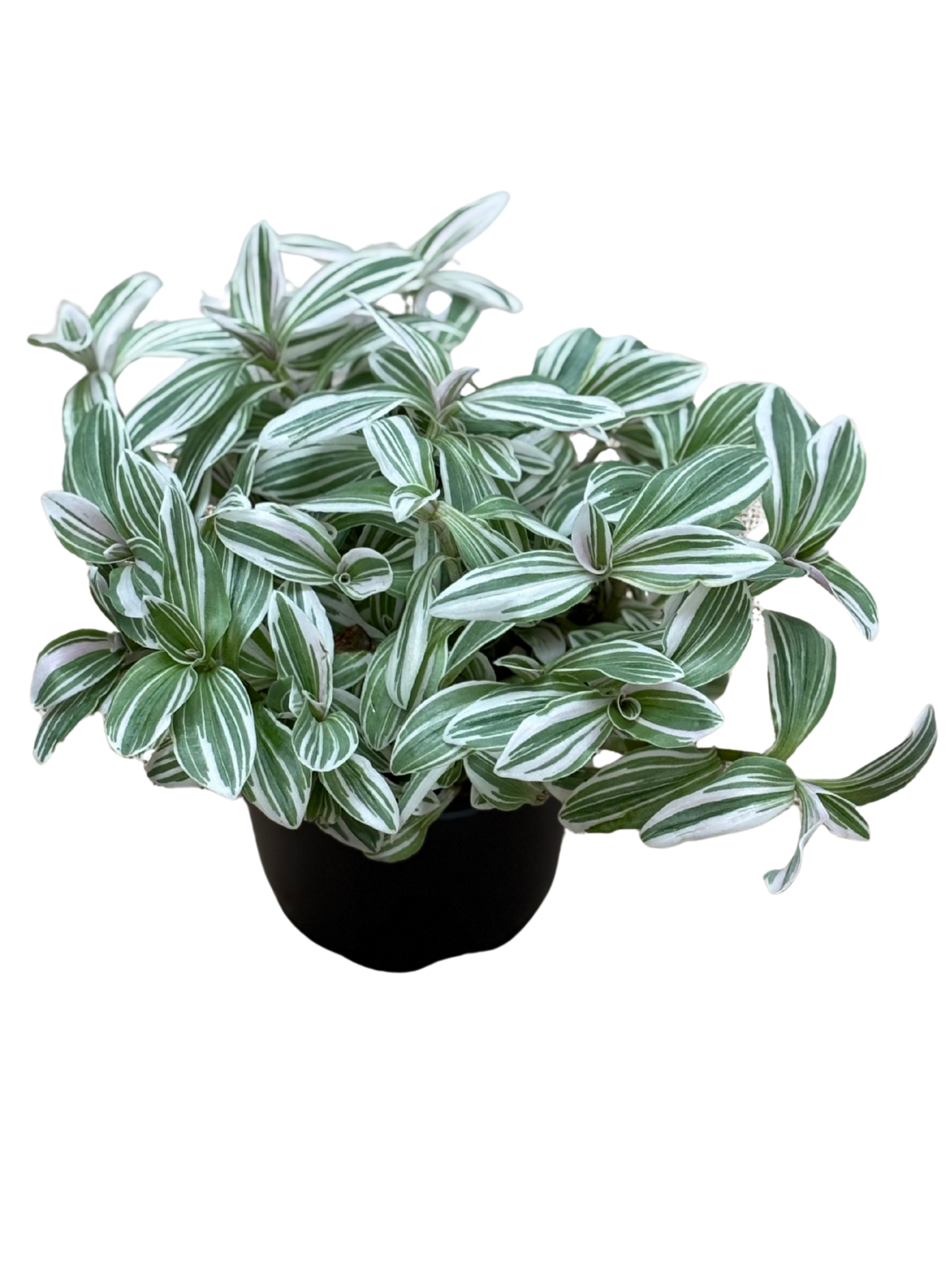 Tradescantia_cerinthoides_Tenderness_in_12_cm_pot
