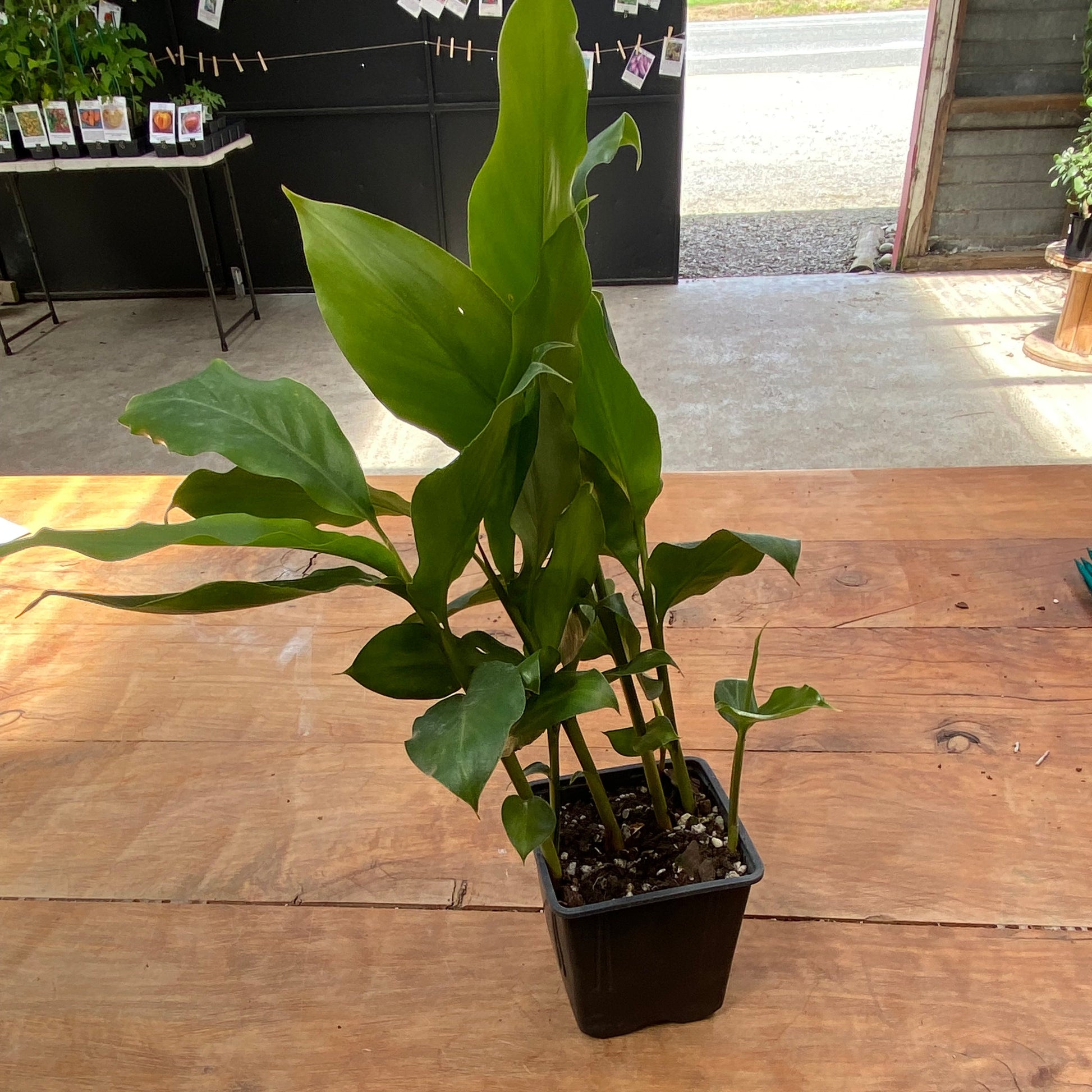 Turmeric Plant (rooted in pot) - Rasmussen Gardens