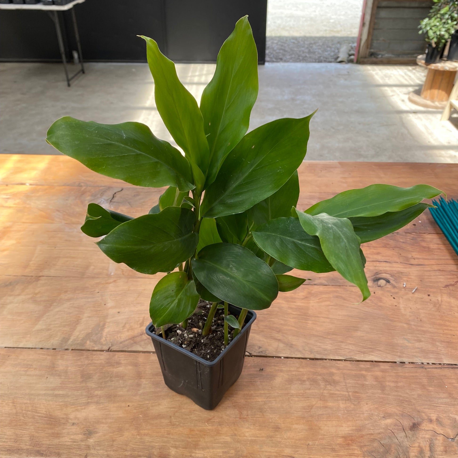 Turmeric Plant (rooted in pot) - Rasmussen Gardens