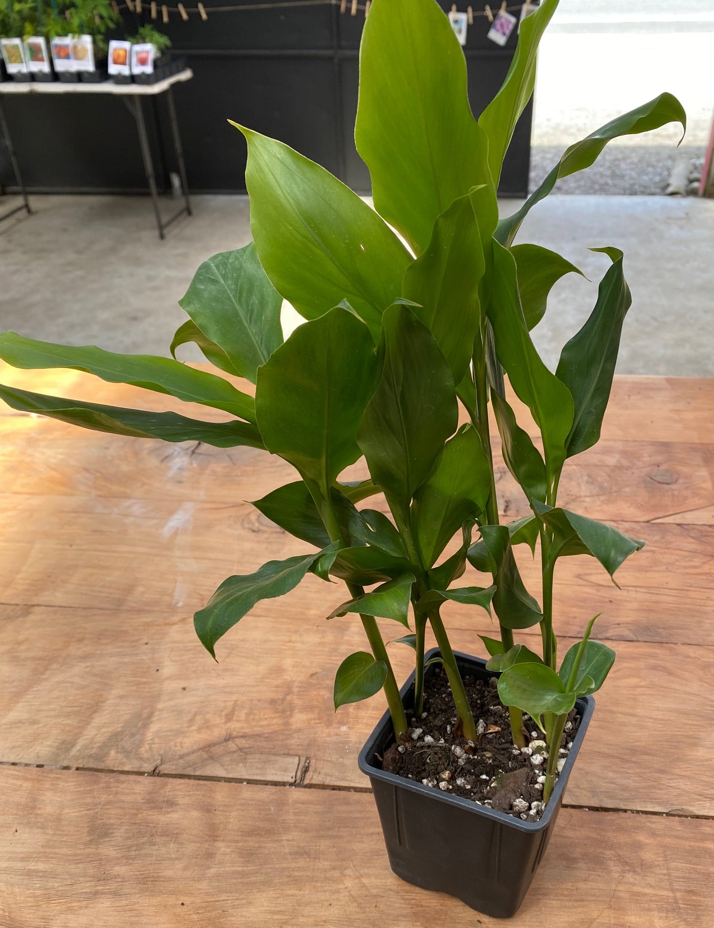 Turmeric Plant (rooted in pot) - Rasmussen Gardens