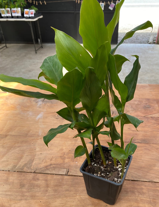 Turmeric Plant (rooted in pot) - Rasmussen Gardens