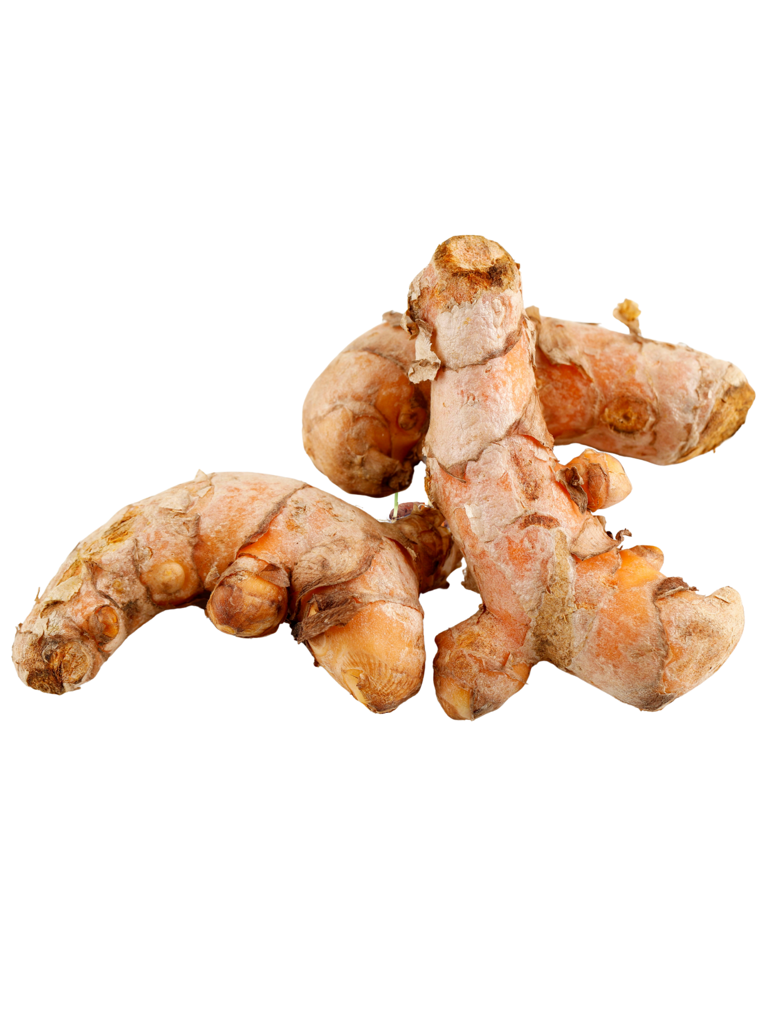 Turmeric_Plant_rooted_in_pot