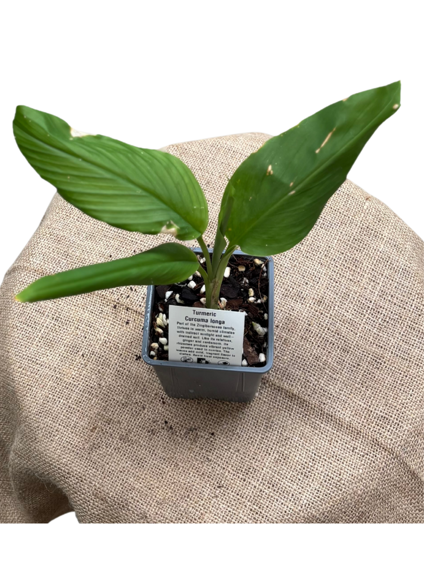 Turmeric_Plant_rooted_in_pot