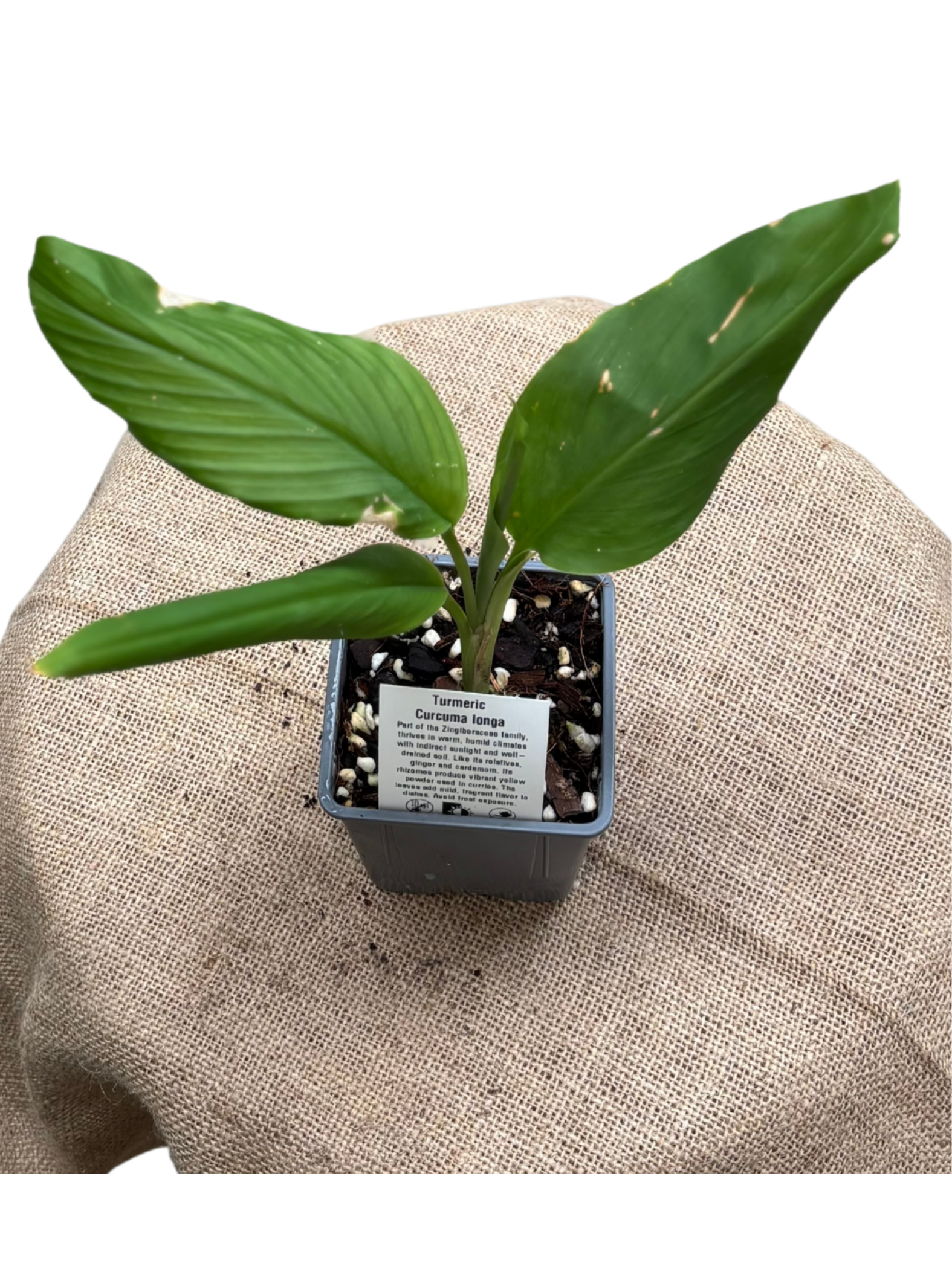 Turmeric_Plant_rooted_in_pot