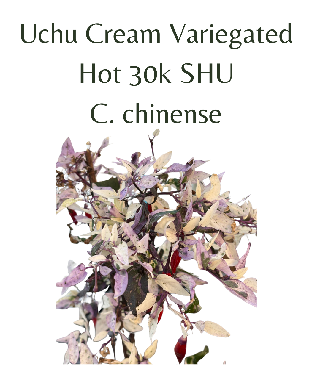 Uchu Cream Variegated Chilli Seeds (10 seeds)