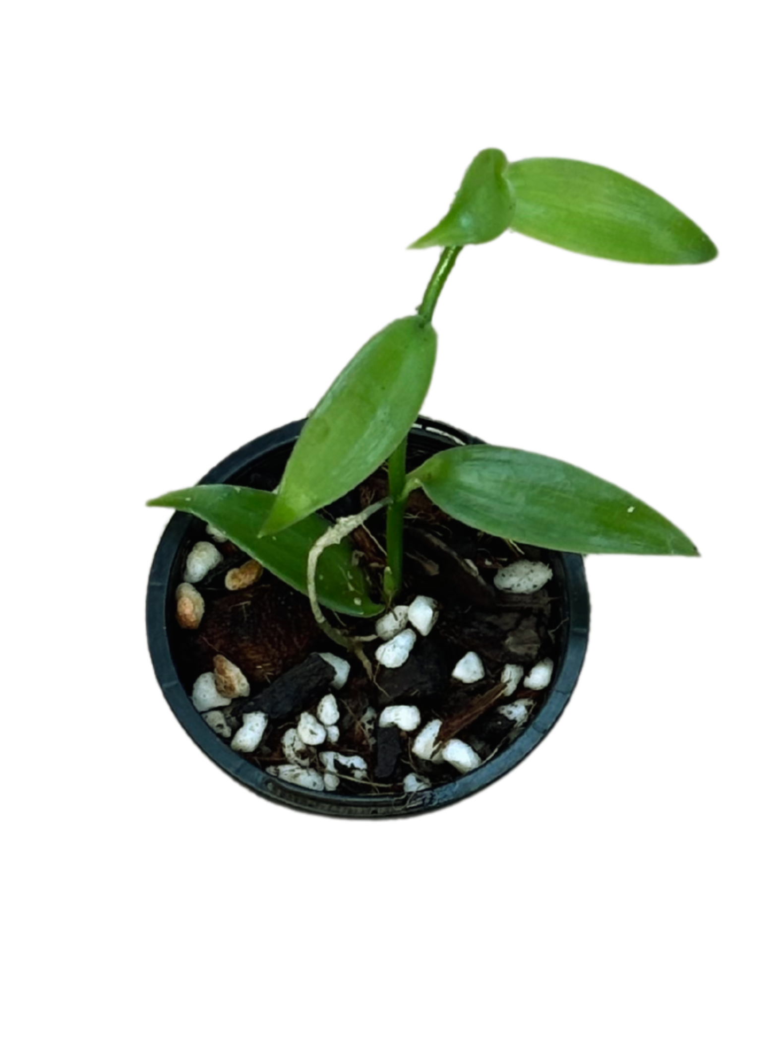 Vanilla Orchid – Vanilla planifolia  in 7 cm pot