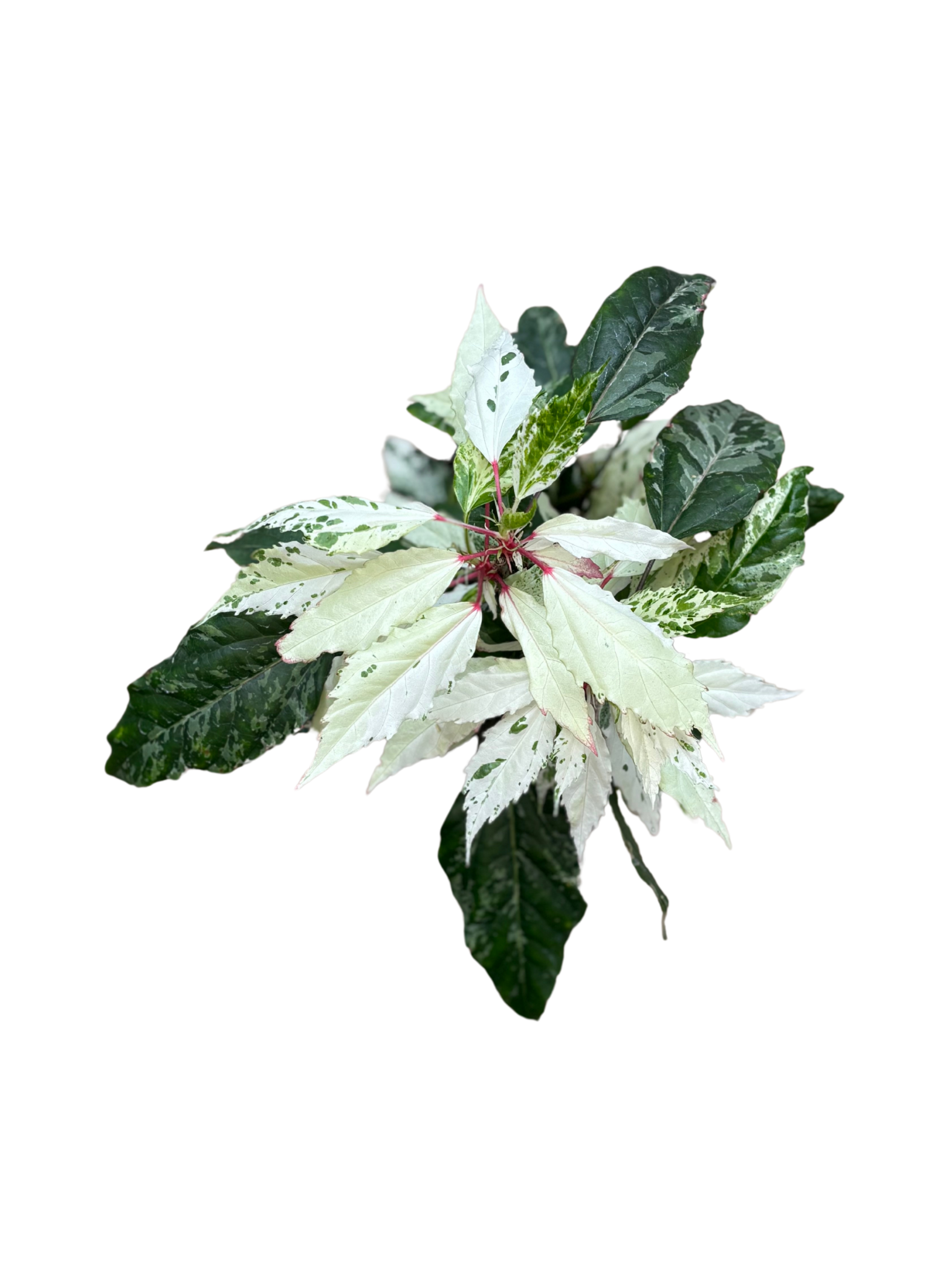 Variegated_Hibiscus_plant_in_12cm_pot