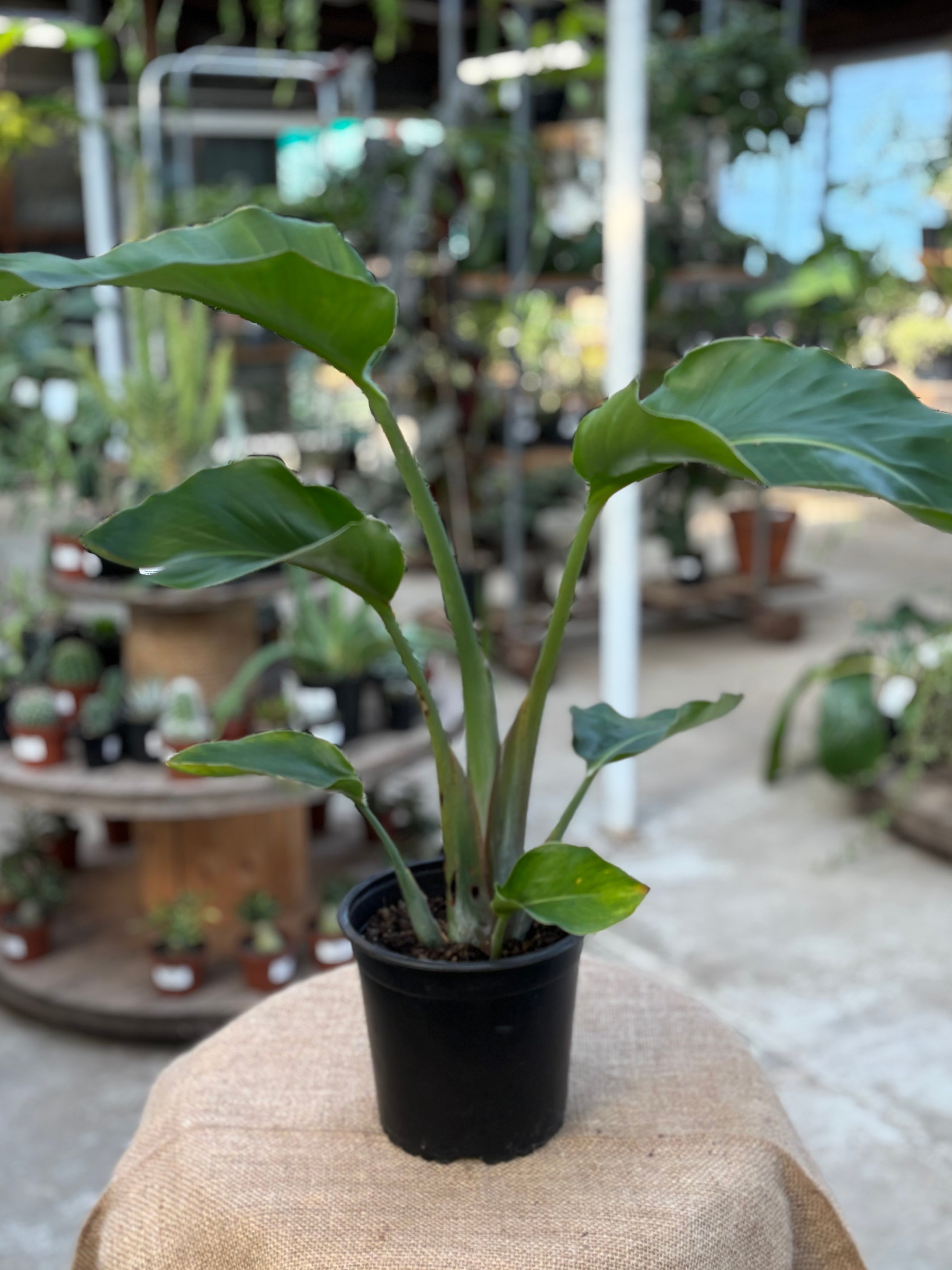 White_Bird_of_Paradise_Strelitzia_nicolai_in_15_cm_Pot