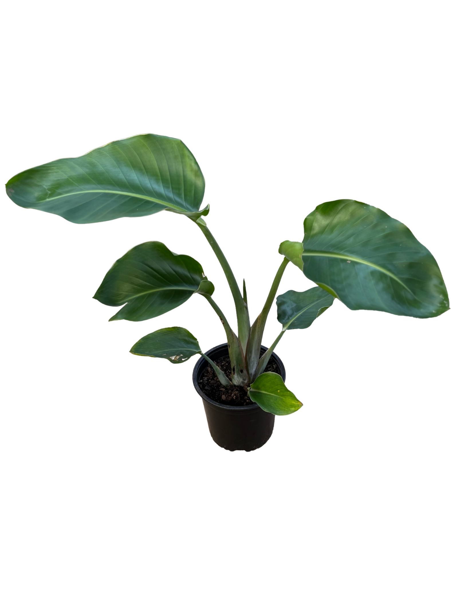 White_Bird_of_Paradise_Strelitzia_nicolai_in_15_cm_Pot