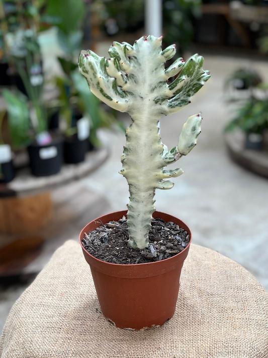 White_Ghost_Euphorbia_lactea_in_15_cm_pot