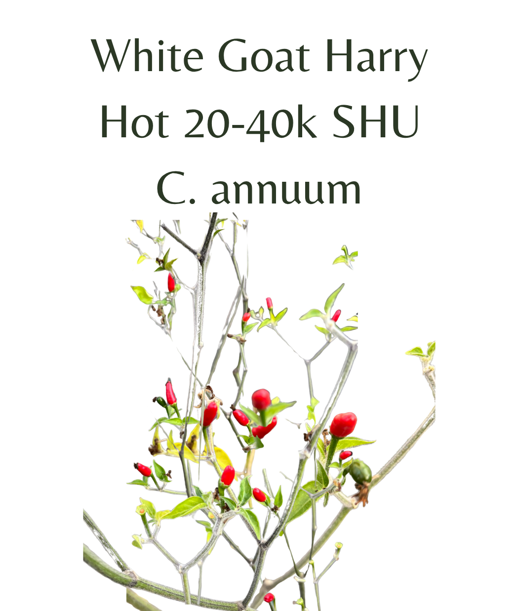 White_Goat_Harry_Chilli_Seeds_10_seeds