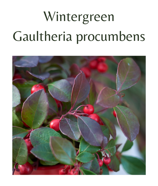 Wintergreen_-_Gaultheria_procumbens_100_seeds