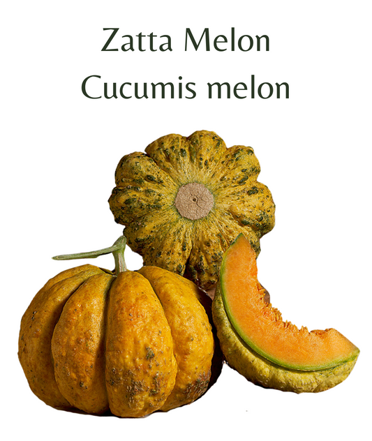 Zatta Melon (15 seeds) - Rasmussen Gardens