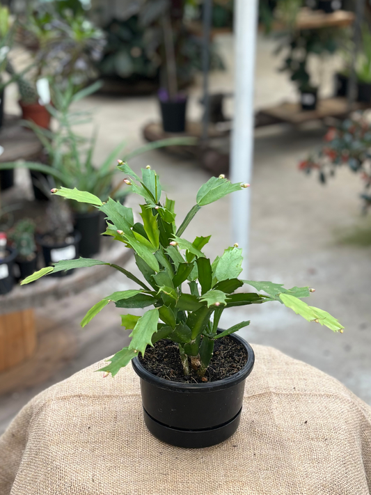 Zygocactus plant in 14 cm pot