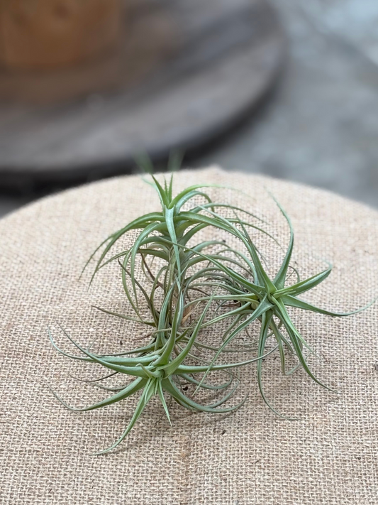 Tillandsia Tenuifolia Air Plant