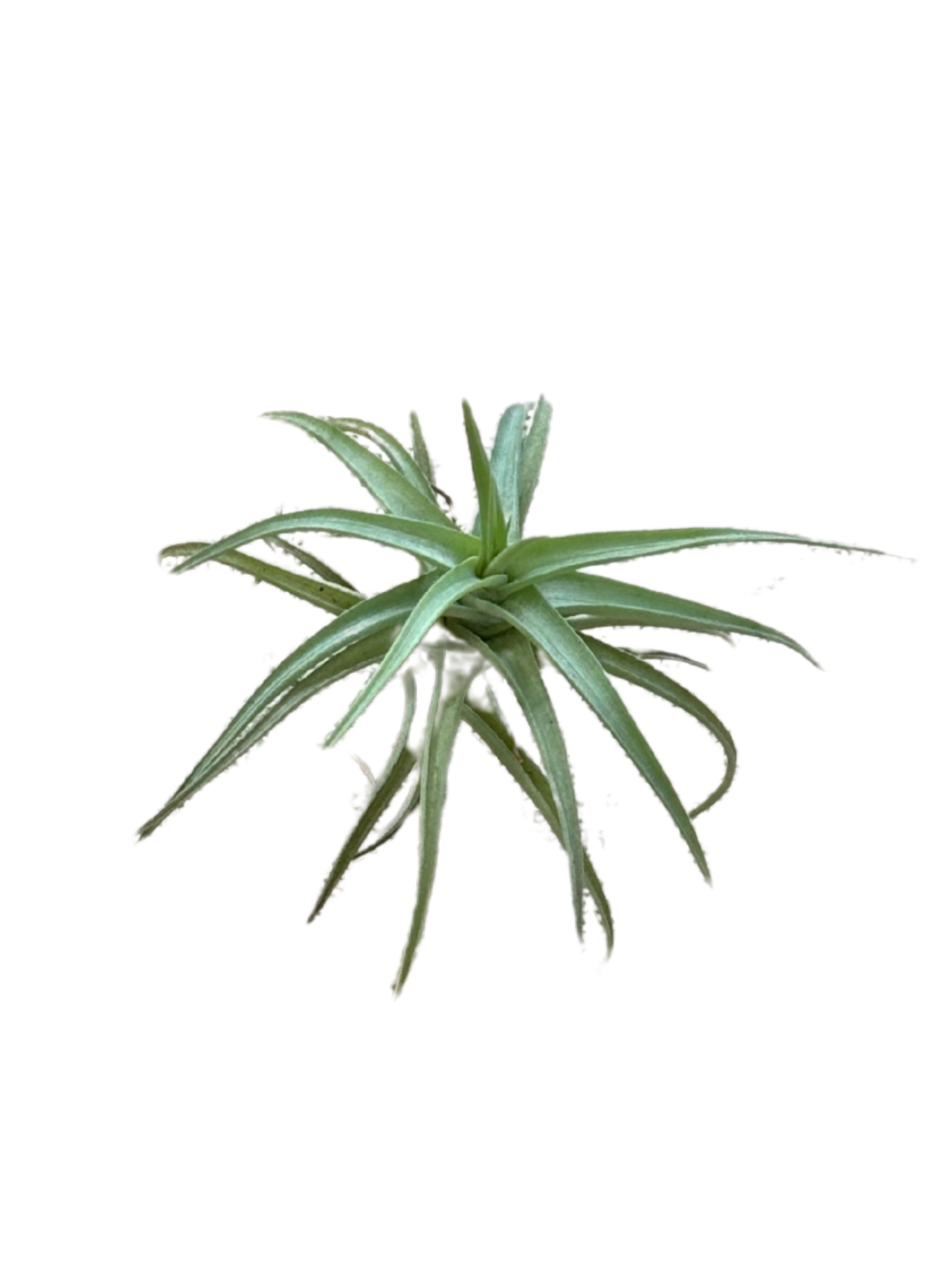 tenuifolia air plant Tillandsia Tenuifolia Air Plant – Rasmussen Gardens