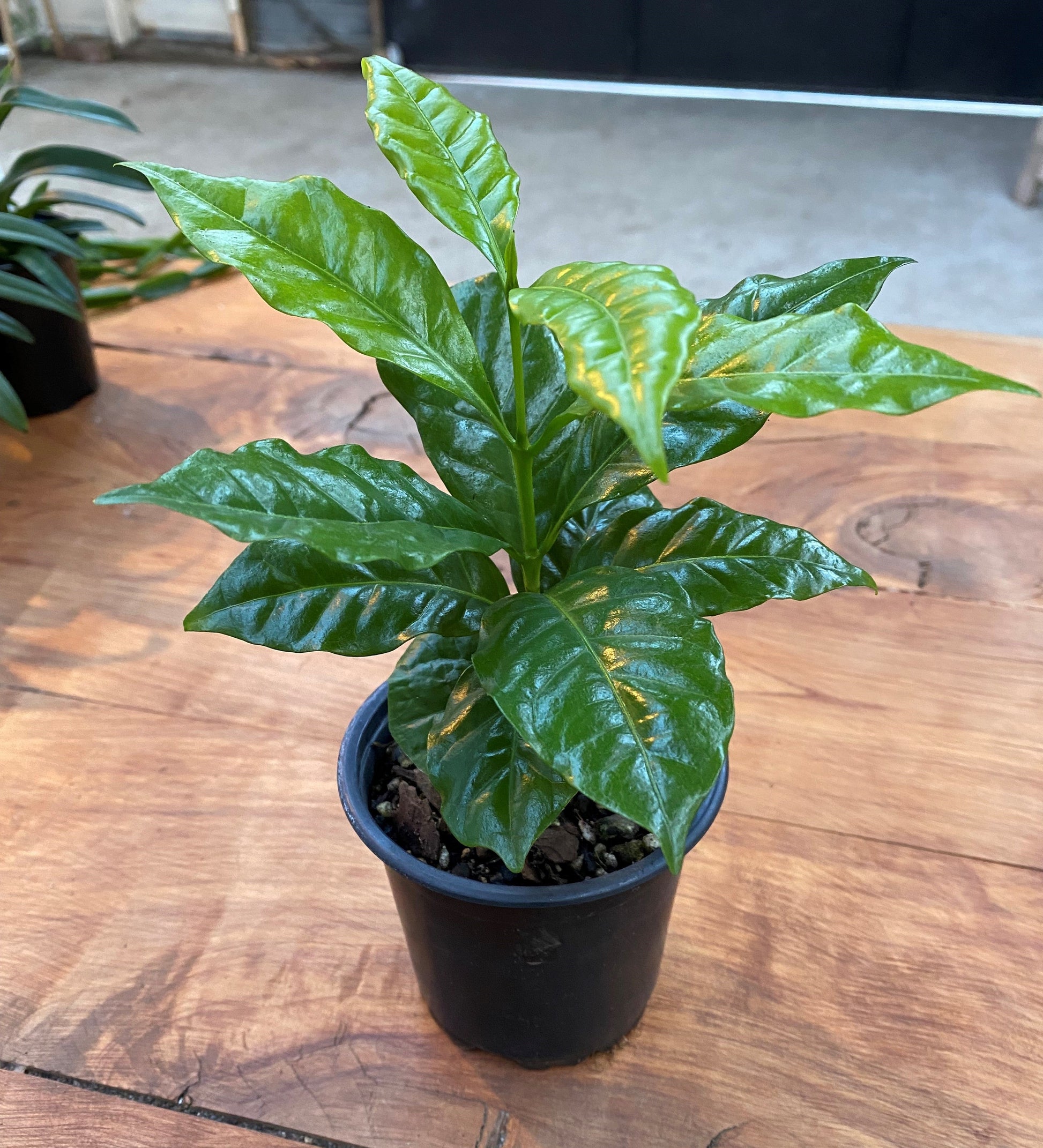 Coffee Tree in 10cm pot - Rasmussen Gardens