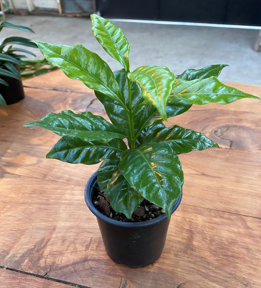 Coffee Tree in 10cm pot - Rasmussen Gardens