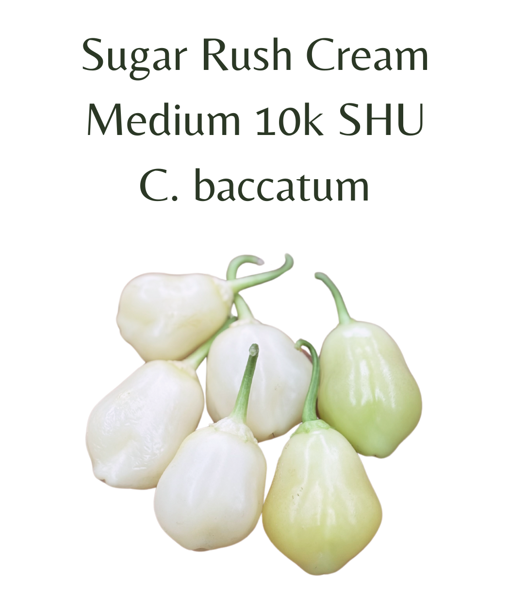 Sugar Rush Cream Chilli Seeds (10 seeds) - Rasmussen Gardens