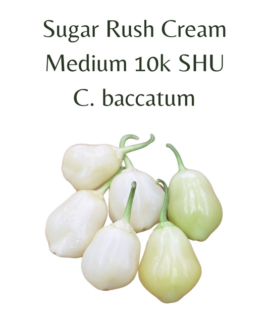 Sugar Rush Cream Chilli Seeds (10 seeds) - Rasmussen Gardens
