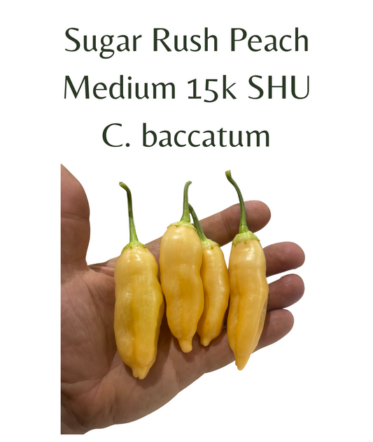 Sugar Rush Peach Chilli Seeds (10 seeds) - Rasmussen Gardens